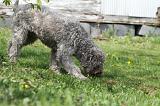 LAGOTTO CAVAGE 057